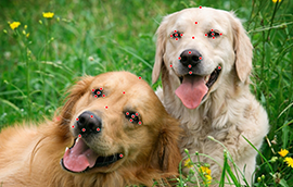 新城平台注册狗脸关键点标注技术引发行业关注